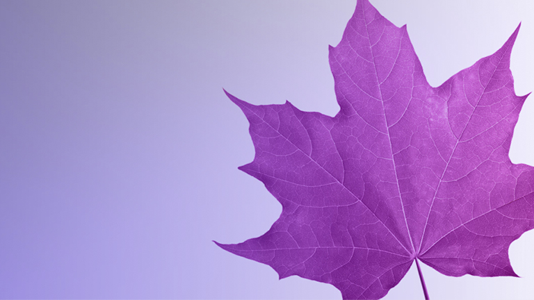 Image of a purple leaf 